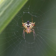 Micrathena furcata
