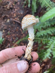 Lepiota magnispora
