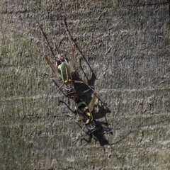 Phylloscyrtus amoenus