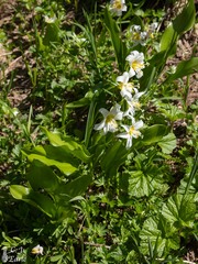 Erythronium montanum