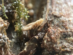 Micromphale arbuticola