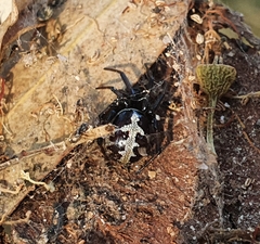 Steatoda paykulliana