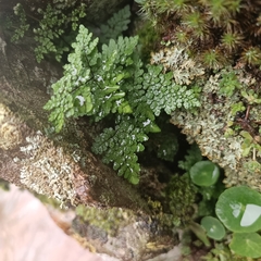 Oeosporangium