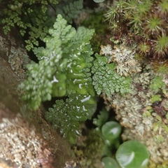 Oeosporangium
