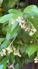 Trachelospermum jasminoides