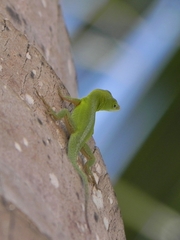 Anolis callainus