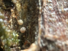 Micromphale arbuticola