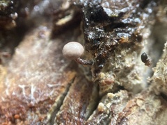 Micromphale arbuticola