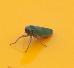 Draeculacephala inscripta