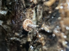 Micromphale arbuticola