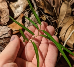 Endodeca serpentaria