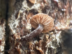 Micromphale arbuticola
