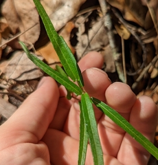 Endodeca serpentaria