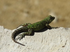 Sceloporus malachiticus