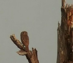 Glaucidium perlatum