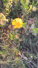 Rayjacksonia phyllocephala