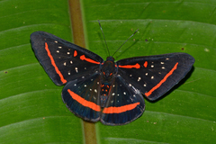Amarynthis meneria