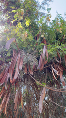 Leucaena leucocephala