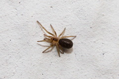 Filistatidae