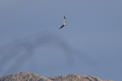 Elanus caeruleus caeruleus