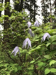Clematis occidentalis grosseserrata