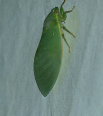 Cystosoma saundersii