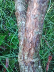 Baccharis dracunculifolia