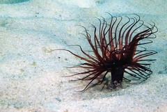 Pachycerianthus solitarius