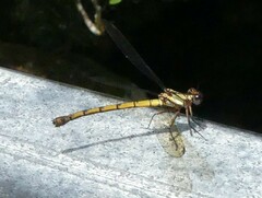 Diphlebia euphoeoides