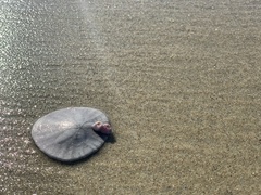 Paraconcavus pacificus