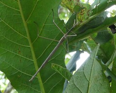 Phasmatini