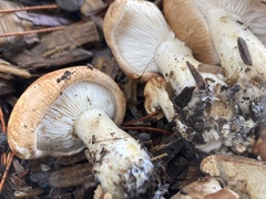 Leucopaxillus gentianeus