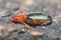 Brachinus