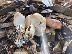 Leucopaxillus gentianeus