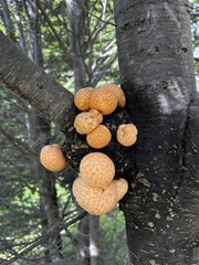 Cyttaria hariotii