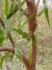Acacia pycnantha
