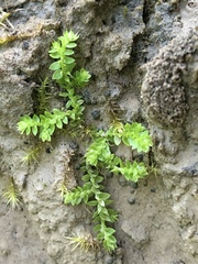 Selaginella eclipes image