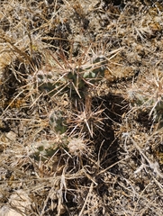 Cylindropuntia davisii