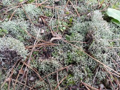 Cladonia rangiformis