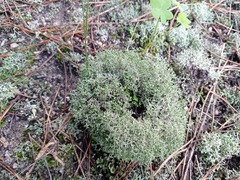 Cladonia rangiformis