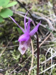 Calypso bulbosa occidentalis