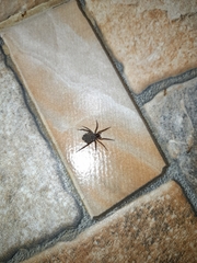 Araneae