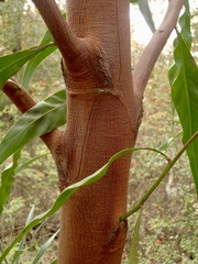 Acacia pycnantha