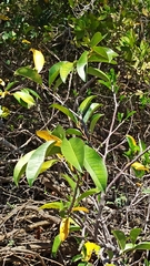 Annona