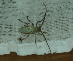 Rosenbergia megalocephala
