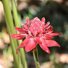 Etlingera elatior