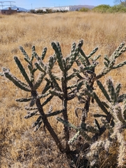 Cylindropuntia imbricata
