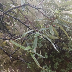 Erica australis