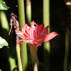 Etlingera elatior
