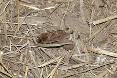 Oncopera rufobrunnea